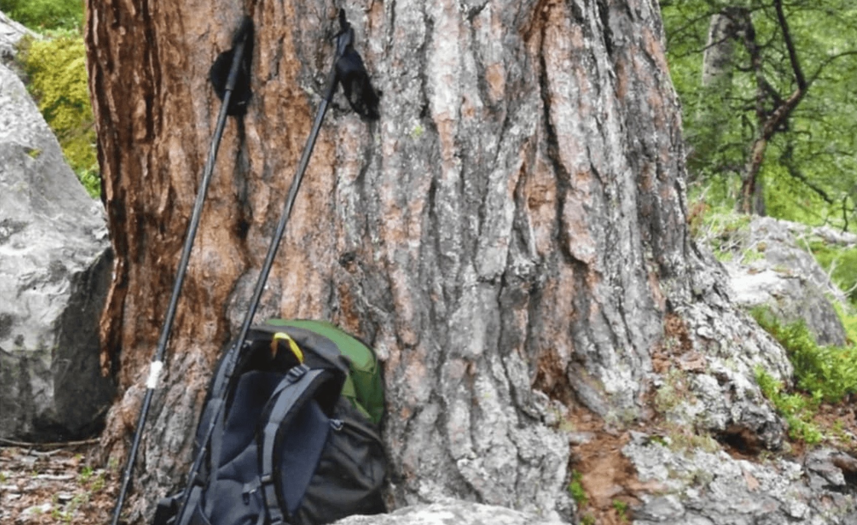 Kjempen i Litjvonsjørøsta